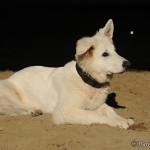 Cody - Berger Blanc Suisse (Weisser Schweizer Schäferhund)