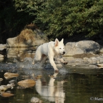 Cody - Berger Blanc Suisse (Weisser Schweizer Schäferhund)