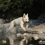 Cody - Berger Blanc Suisse (Weisser Schweizer Schäferhund)