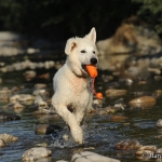 Cody - Berger Blanc Suisse (Weisser Schweizer Schäferhund)