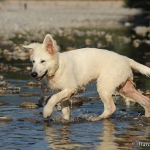 Cody - Berger Blanc Suisse (Weisser Schweizer Schäferhund)