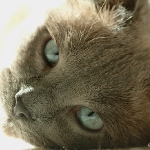C2004-10-16-0001