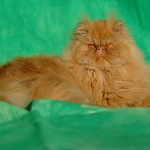 C2005-12-10-0050