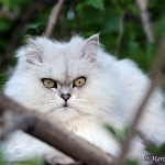 Rubrick Katzen