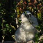 Rubrick Katzen