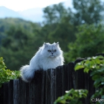 Rubrick Katzen