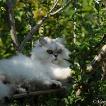 Kisha
