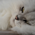Kisha