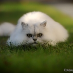 Kisha