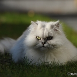 Kisha