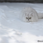 Schneekatze