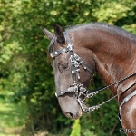 Festa Portuguesa 2010 - Weis Lusitanos