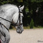 Festa Portuguesa 2010 - Weis Lusitanos