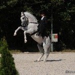 Festa Portuguesa 2010 - Weis Lusitanos