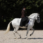 Festa Portuguesa 2010 - Weis Lusitanos