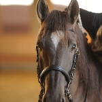 Barockes Reiten mit Richard Hinrichs  - Zinco, Lusitano