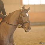 Barockes Reiten mit Richard Hinrichs  - Zinco, Lusitano