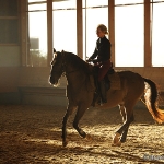 Barockes Reiten mit Richard Hinrichs  - Zinco, Lusitano