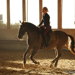 Barockes Reiten mit Richard Hinrichs  - Zinco, Lusitano