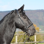 Barockes Reiten mit Richard Hinrichs  - Sacramoso Bora, Kladruber
