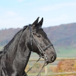 Barockes Reiten mit Richard Hinrichs  - Sacramoso Bora, Kladruber