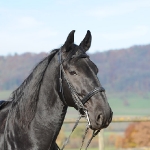 Barockes Reiten mit Richard Hinrichs  - Sacramoso Bora, Kladruber