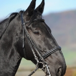 Barockes Reiten mit Richard Hinrichs  - Sacramoso Bora, Kladruber