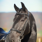 Barockes Reiten mit Richard Hinrichs  - Sacramoso Bora, Kladruber