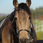 Barockes Reiten mit Richard Hinrichs  - Layos, Andalusier