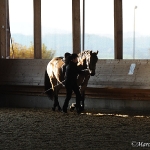 Barockes Reiten mit Richard Hinrichs  - Layos, Andalusier