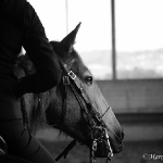 Barockes Reiten mit Richard Hinrichs  - Layos, Andalusier