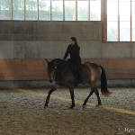Barockes Reiten mit Richard Hinrichs  - Layos, Andalusier