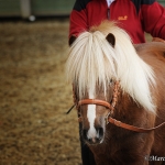 Barockes Reiten mit Richard Hinrichs - Feb. 2012