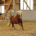 Barockes Reiten mit Richard Hinrichs - Feb. 2012