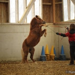 Barockes Reiten mit Richard Hinrichs - Feb. 2012