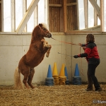 Barockes Reiten mit Richard Hinrichs - Feb. 2012