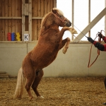 Barockes Reiten mit Richard Hinrichs - Feb. 2012