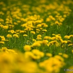 FrÃ¼hling
