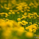 FrÃ¼hling