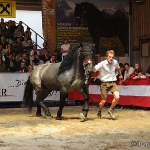 Norikerhengst Stubai Vulkan XVII Bundeshengstschau - 12. Juni 2011 im Agrarzentrum West in Imst (Tirol)