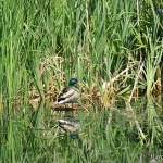 Ente im Löschteich