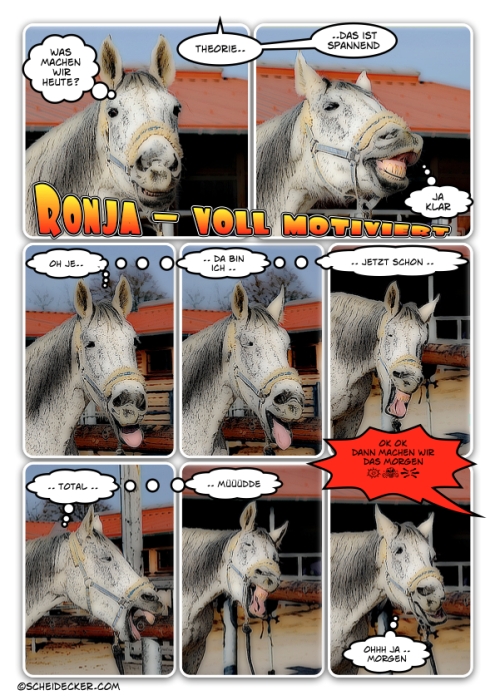 Situationen in einem Pferdeleben – Ronja voll motiviert