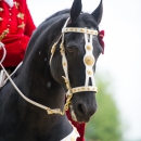 Reitvorführungen - 20-jähriges Jubiläum IG Damensattel Österreich