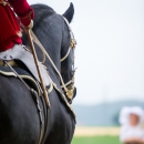 Reitvorführungen - 20-jähriges Jubiläum IG Damensattel Österreich