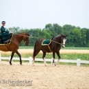 Reitvorführungen - 20-jähriges Jubiläum IG Damensattel Österreich