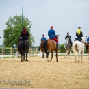 Reitvorführungen - 20-jähriges Jubiläum IG Damensattel Österreich