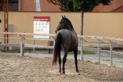 Maestoso Alea 2007