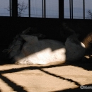 Ronja & Alea 2008