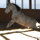 Ronja & Alea 2008