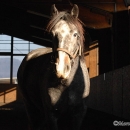 Ronja & Alea 2008